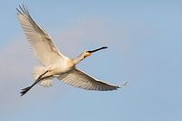 Vögel - Löffler im Flucht für einem blauen Himmel