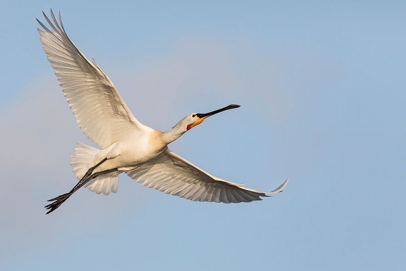 Oiseaux - Spatule en vol depuis le ciel bleu par Servan Ott