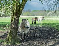 Ältere Dame mit Pelzmantel