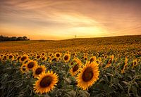 Tournesols en Toscane
