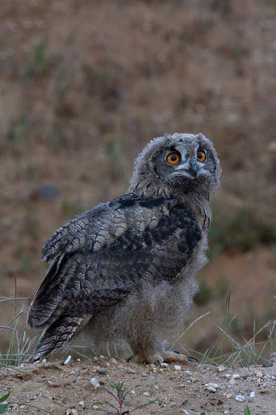 Eagle Owl  * Bubo bubo *,  young chick, wildlife by wunderbare Erde