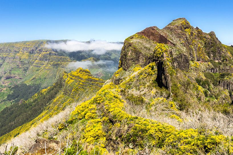 Bloemen in de bergen op Madeira by Michel van Kooten