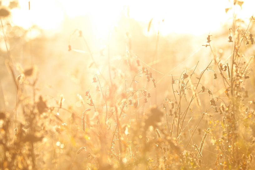 Fauler Sonntagmorgen von Dennis Van Den Elzen