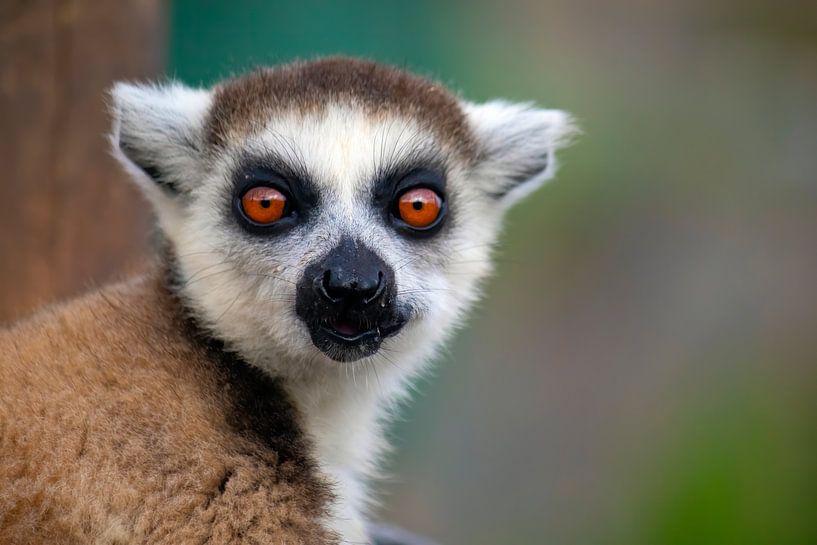 Der Ringschwanzlemur von Chantalla Photography