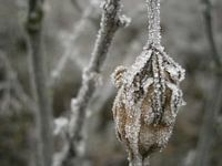 Voorbijgaande glorie