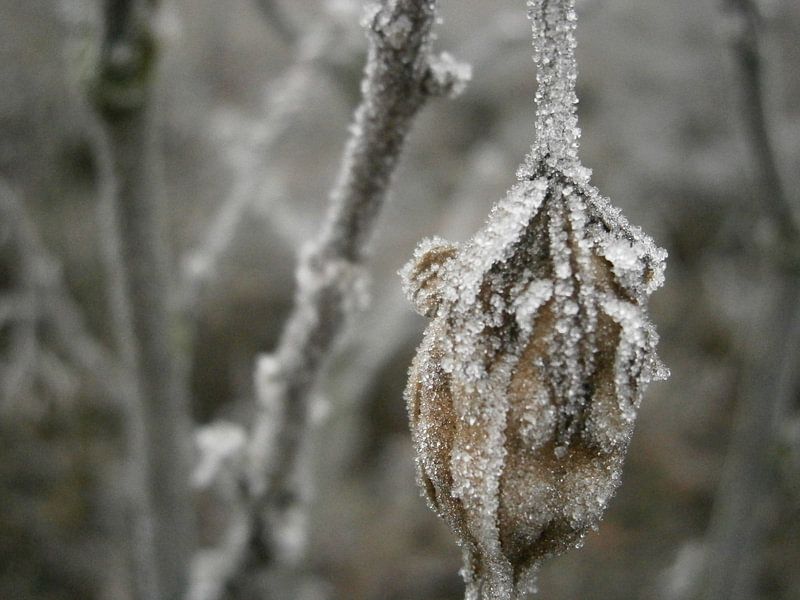 Voorbijgaande glorie von Colette Jut