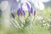 Krokusse Krokus Frühling