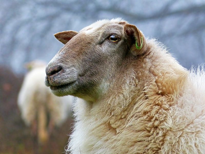 Drenthe Heath Schafe (Schafe in Nahaufnahme) von Caroline Lichthart