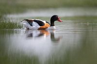 Shelduck