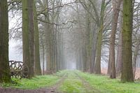 Misty path through the forest
