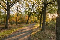 Herfst in het Stropersbos, Stekene, België.