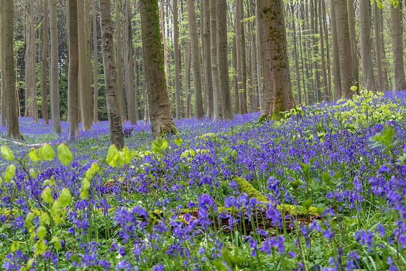 Festival de la jacinthe des bois Hallerbos, Belgique par Daan Duvillier | Dsquared Photography