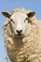 Portrait of a Texel sheep with a blue sky