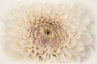 Blütendahlie Nahaufnahme