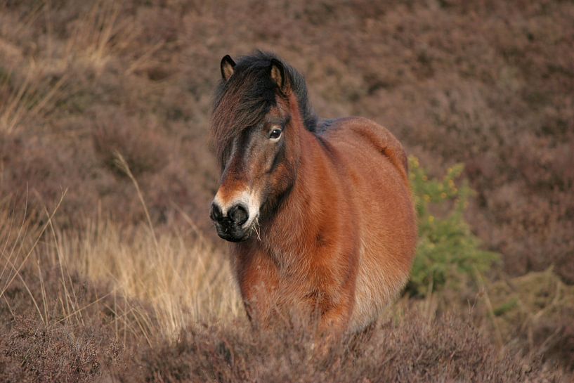 IJslands Paard tussen de hei par Henriëtte Kelderman-Makaaij