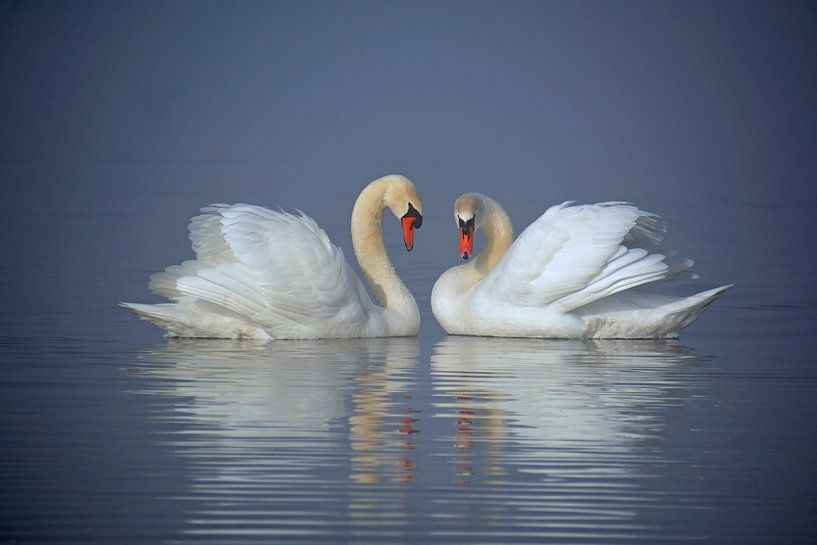 Harmony by Wiltrud Schwantz