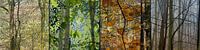 seizoenen in het bos, vierluik panorama