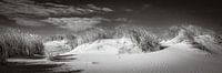 panorama d'un paysage de dunes avec de l'ammophile en noir et blanc