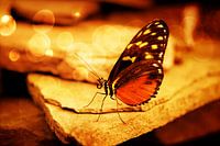 Orange Schmetterling, der auf Stein mit bokeh Stimmungslicht sitzt
