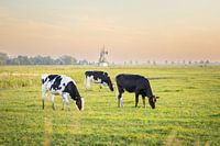 Junge Kühe grasen in der Nähe der Mühle