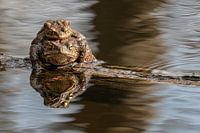 Crapauds dans la vallée de Renkums Beekdal