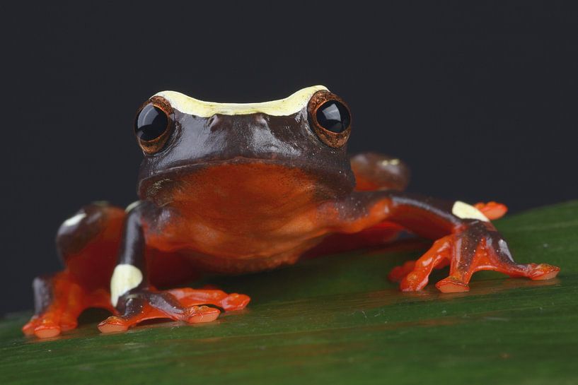 Clownfrosch (Dendropsophus leucophyllatus) von Ronald Pol