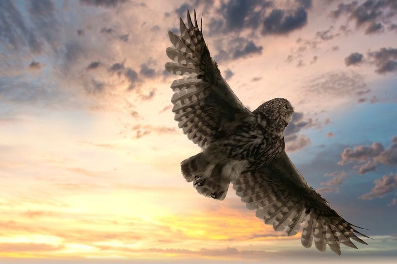 Little owl in flight by Michelle Peeters