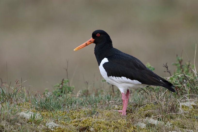 Austernfischer ( Haematopus ostralegus ) in den Dünen der Nordsee, wildlife, Europa von wunderbare Erde