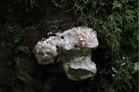 champignon avec gouttes d'eau dans la forêt