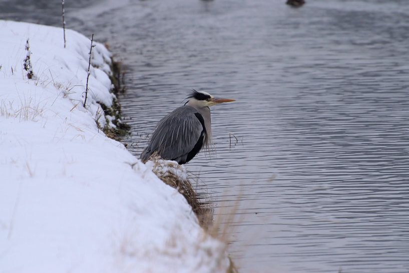 Blaureiher im Schnee von Merijn Loch