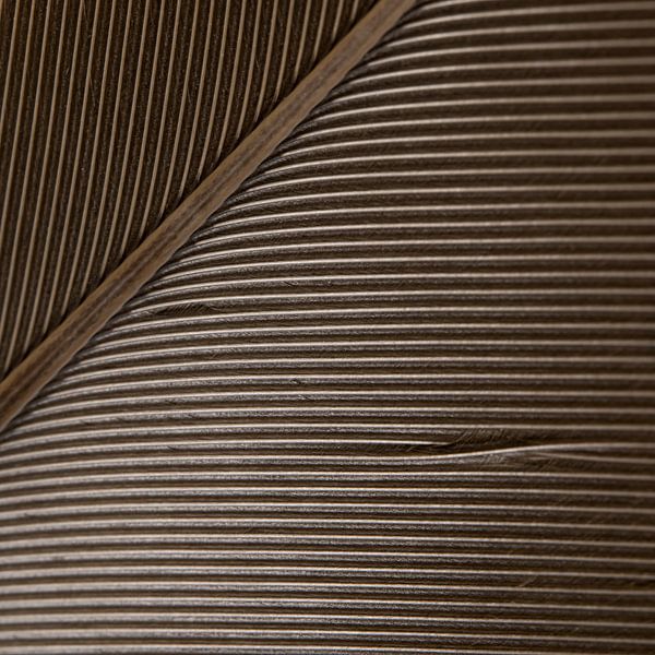 The play of lines in a feather by Marjolijn van den Berg