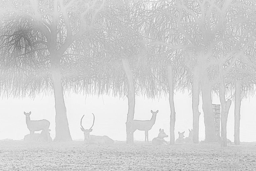 Des cerfs dans le brouillard par Karin Riethoven