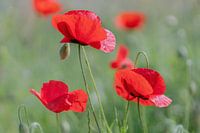 Poppies in the sun, with bokeh