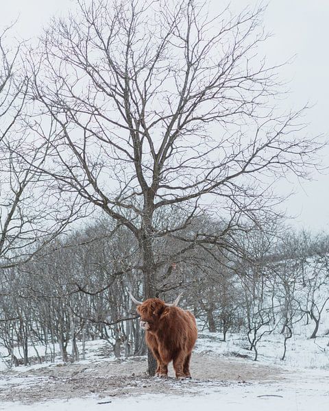 Scottish Highlander in the snow by Jonai