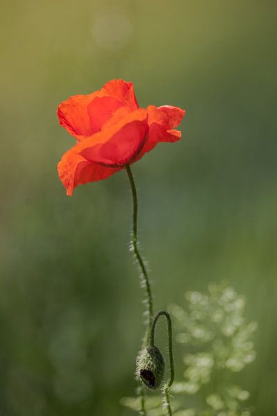 Mohn-Glück von Nanouk el Gamal - Wijchers (Photonook)