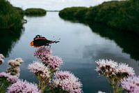 Atalanta-Schmetterling