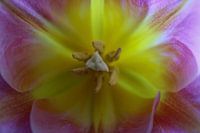 Rosa Tulpe Nahaufnahme