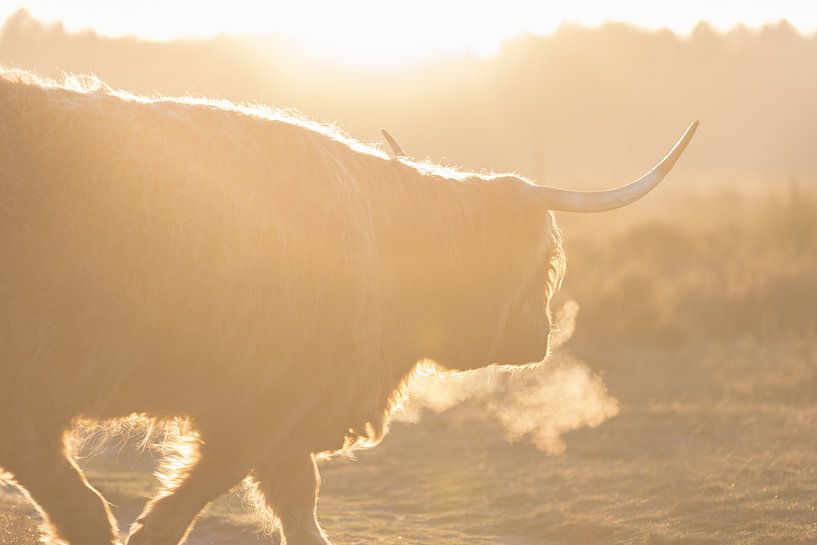 Schottischer Highlander von Ricardo van den Brink