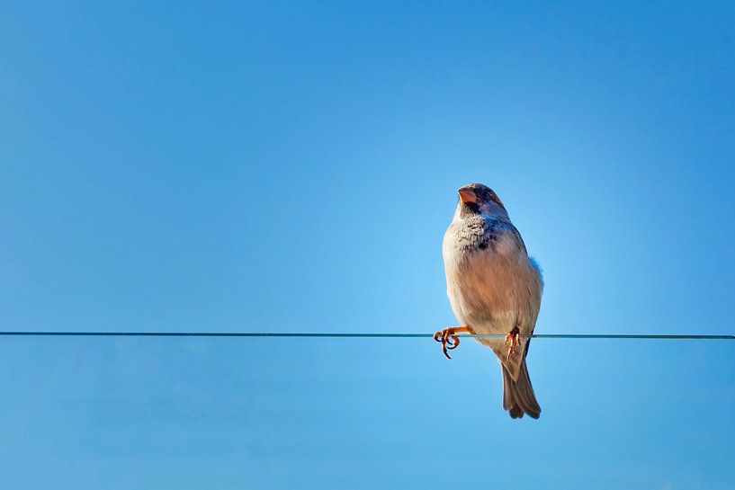 Minimalismus von Jan van der Knaap