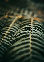 Fern leaves