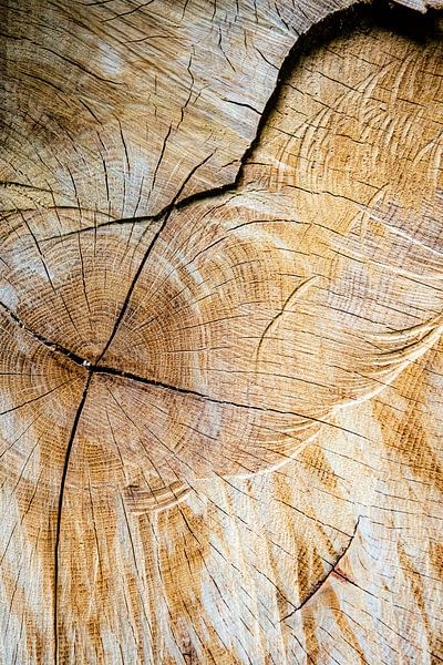 Baumschnitt und Abstrakte Struktur von Dieter Walther