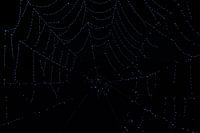 Een abstracte close-up van een spinnenweb