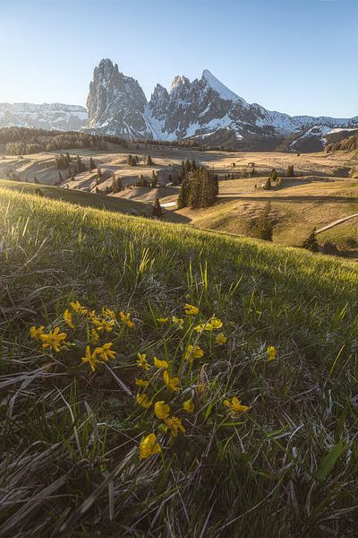 Dolomiten Seiser Alm im Frühling von Jean Claude Castor