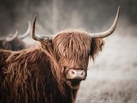 Si vous m'accrochez à votre mur, moi, la vache écossaise des Highlands, je promets de ne pas meugler