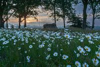 dolmen and daisies