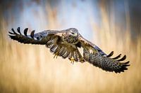 Anfliegender Bussard