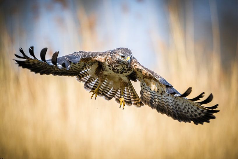Anfliegender Bussard von Jim De Sitter