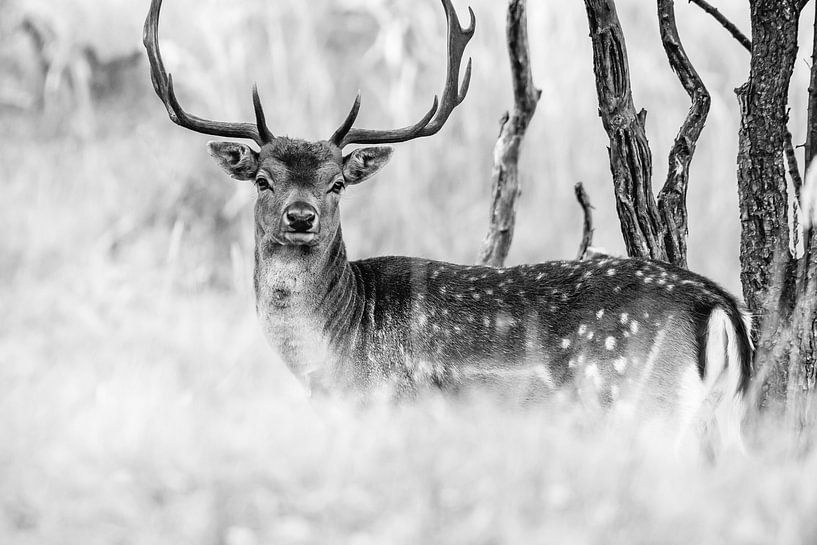 Cerf avec de grands bois dans les dunes - daim en noir et blanc par Jolanda Aalbers