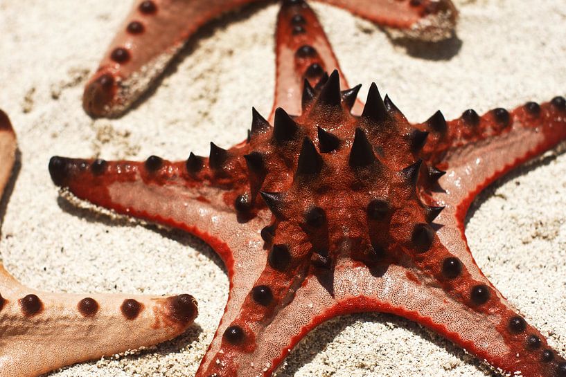 Zeester op witte strand in Indonesië by André van Bel