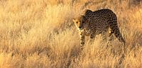 Cheetah in Namibia